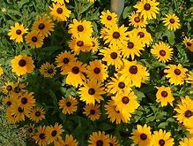 black-eyed-susan-stakes Black Eyed Susan Stakes Selections
