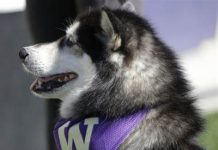huskies favored over usc