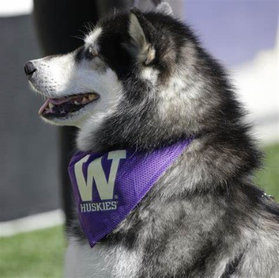 huskies favored over usc huskies favored over usc