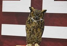 temple home dog to maryland